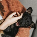 black short coat small dog; emotional support animal rights