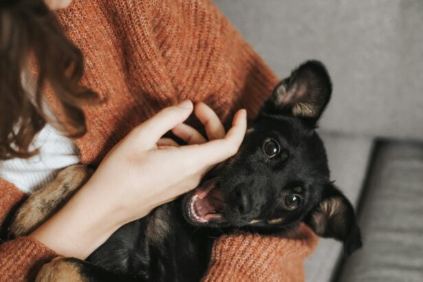 black short coat small dog; emotional support animal rights