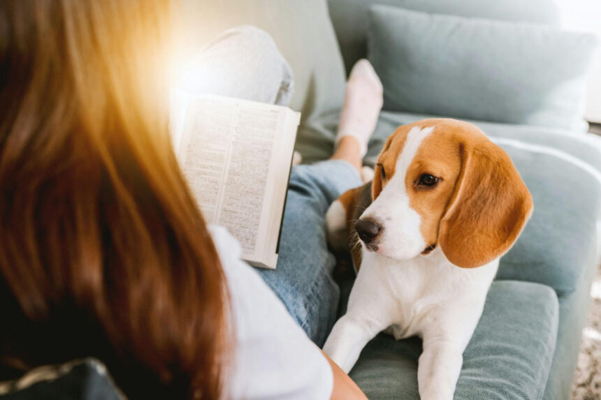 emotional support animal rights